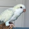 Monk parakeet Thailand
