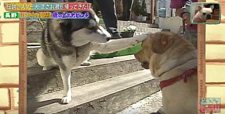 何問正解できる ポチたま の人気旅犬 まさお君の爆笑ハプニングクイズに挑戦 どうぶつピース