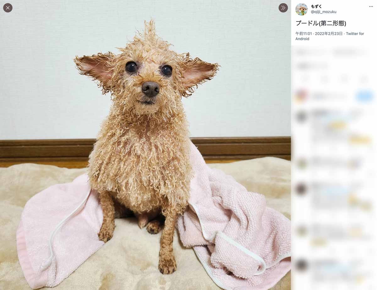 第二形態に進化 入浴後のプードルが見せた新たな姿 おたくま経済新聞