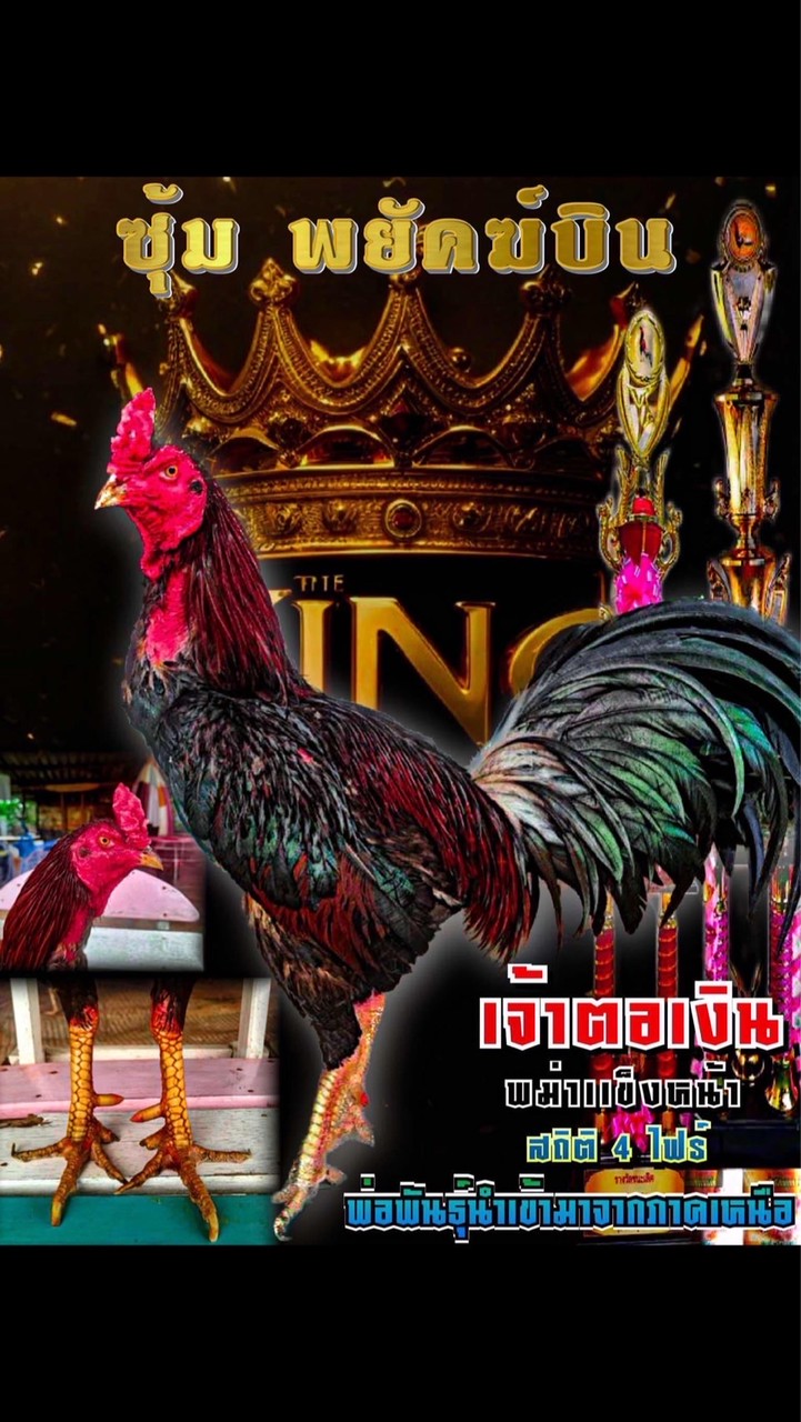 ไก่ชน พยัคฆ์บิน