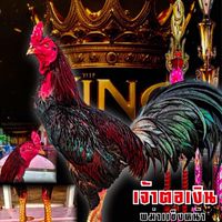 ไก่ชน พยัคฆ์บิน