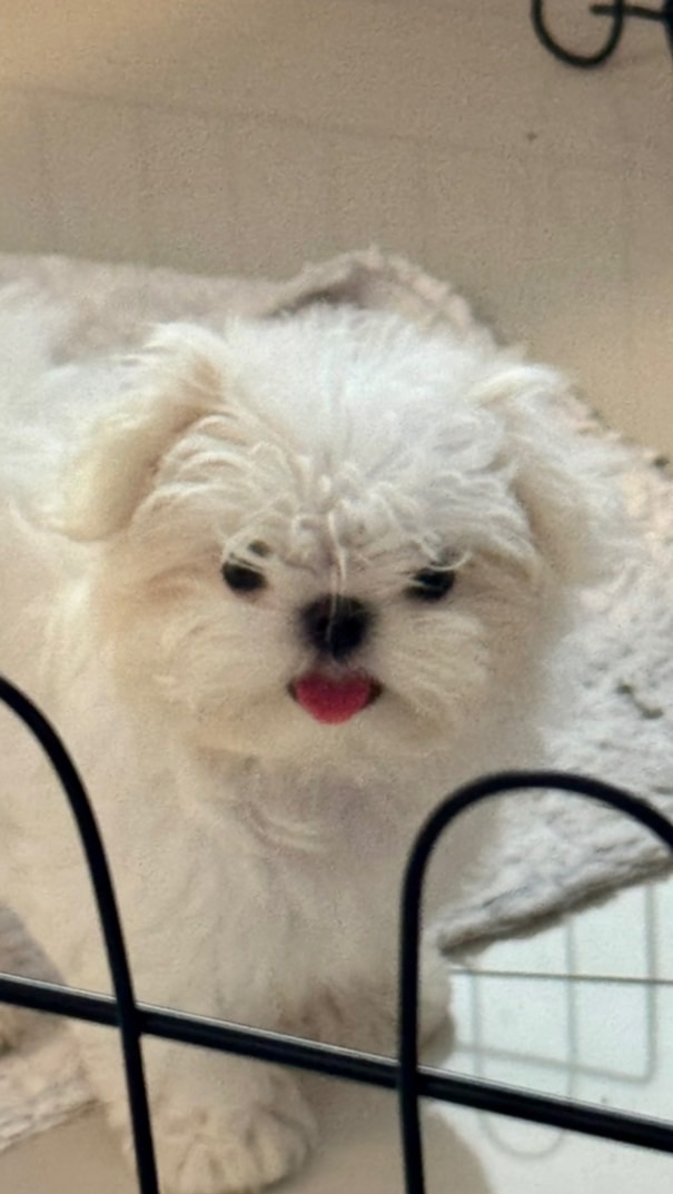 Maltese นำเข้าจาก เกาหลี ( JR Maltese )