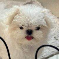 Maltese นำเข้าจาก เกาหลี ( JR Maltese )