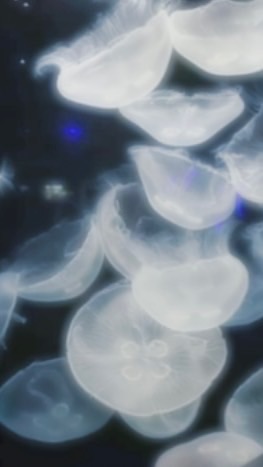 二人で 見た あの月を 未だに 忘れられないんだよ  _  。