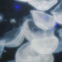二人で 見た あの月を 未だに 忘れられないんだよ  _  。