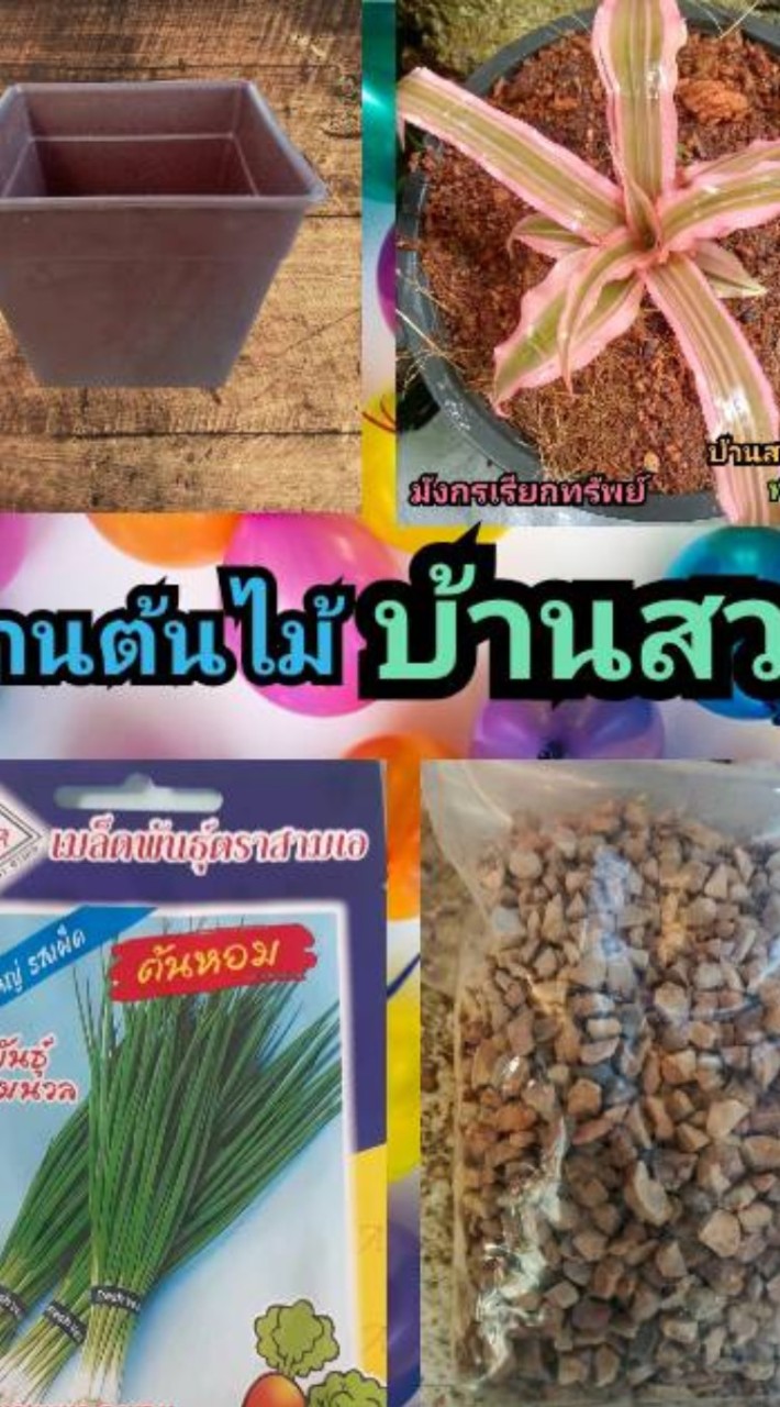ต้นไม้ บ้านสวน คูลเพช