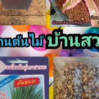 ต้นไม้ บ้านสวน คูลเพช