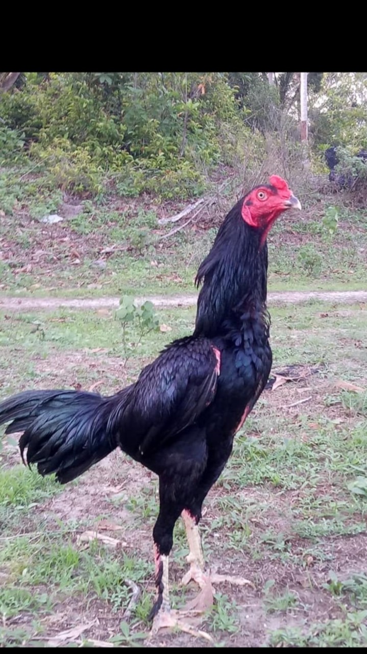 ซุ้ม มัจจุราชแดนใต้ฟาร์ม ไก่ชนพัฒนา