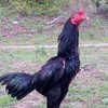 ซุ้ม มัจจุราชแดนใต้ฟาร์ม ไก่ชนพัฒนา