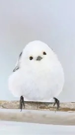 シマエナガ好き集まれー！