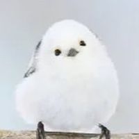 シマエナガ好き集まれー！