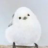 シマエナガ好き集まれー！