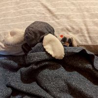 うちのこ日常報告会
