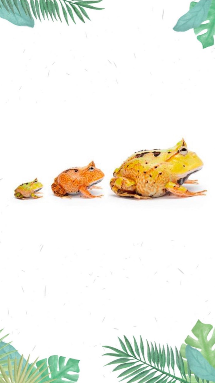 🐸角蛙大聯盟（蛙類兩棲爬蟲交流、飼養經驗分享）