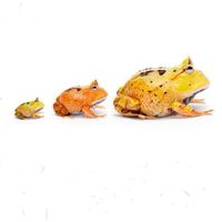 🐸角蛙大聯盟（蛙類兩棲爬蟲交流、飼養經驗分享）