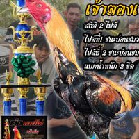 พลังหนุ่ม ฟาร์ม