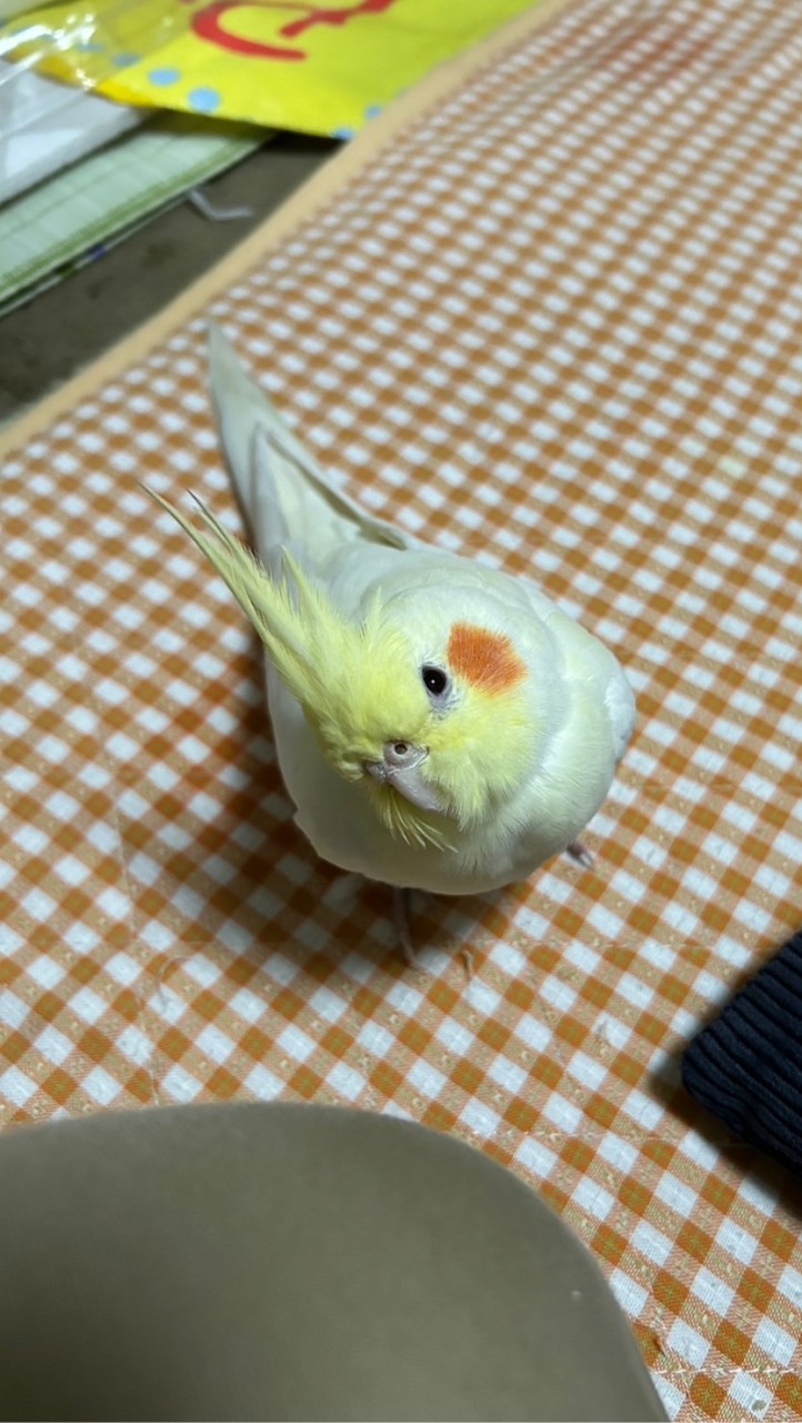 迷子のピーちゃんを探してます