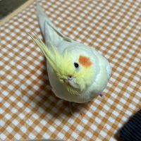 迷子のピーちゃんを探してます
