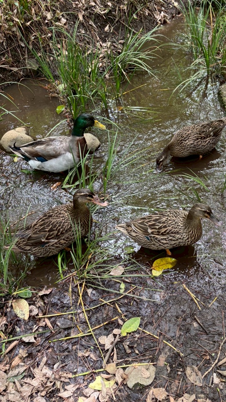 雑談の会