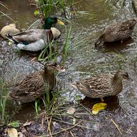 雑談の会