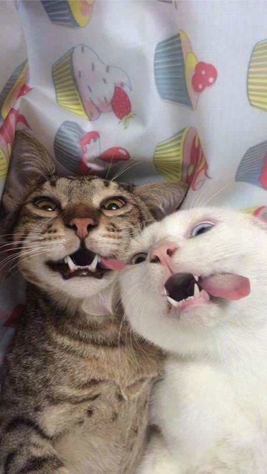 ศึกษาน้องเหมียว🐱