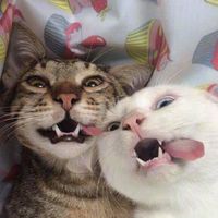 ศึกษาน้องเหมียว🐱