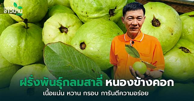 ฝรั่งพันธุ์กลมสาลี่ หนองข้างคอก เนื้อแน่น หวาน กรอบ การันตีความอร่อย |  เทคโนโลยีชาวบ้าน | Line Today
