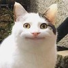 ネタ画像を永遠に貼る会