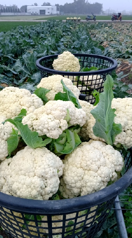 Casual jobs_Cauliflower