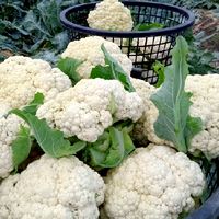 Casual jobs_Cauliflower