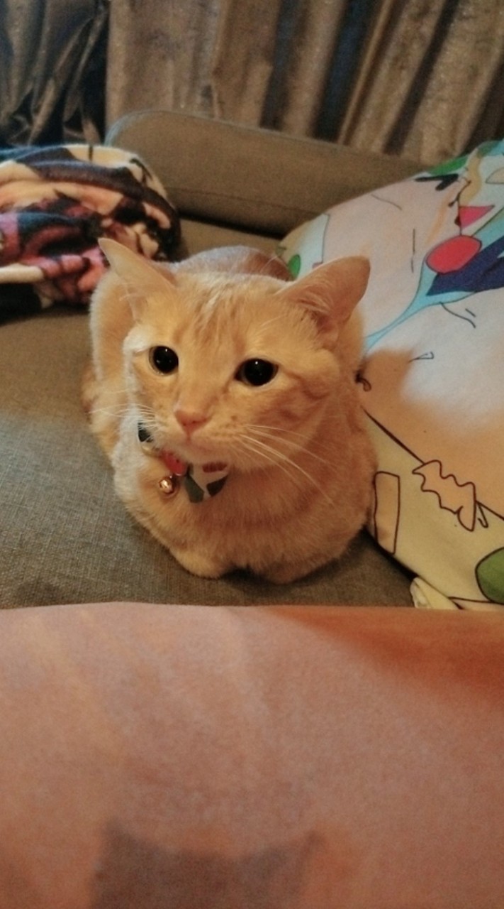 貓咪欣賞群❤️