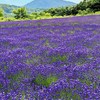 スマホ＆カメラで毎日を|•ᴗ•)و✧pachiri