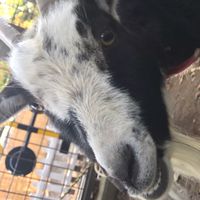 ヤギが好きな人っている？