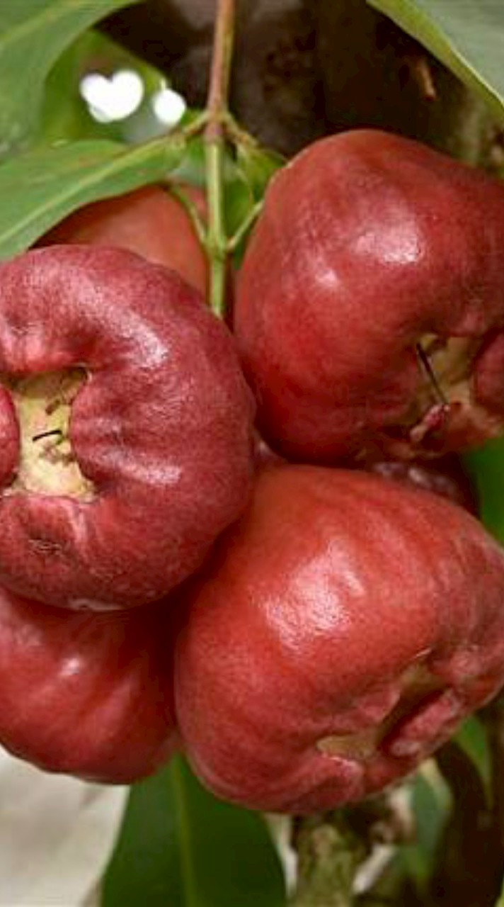 大社三民路自取點