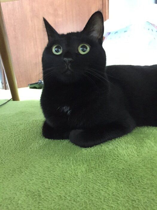 したかったことは、猫にかまうと忘れてしまう