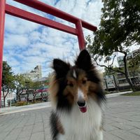 岡山狗友X狗狗交流X認識新朋友