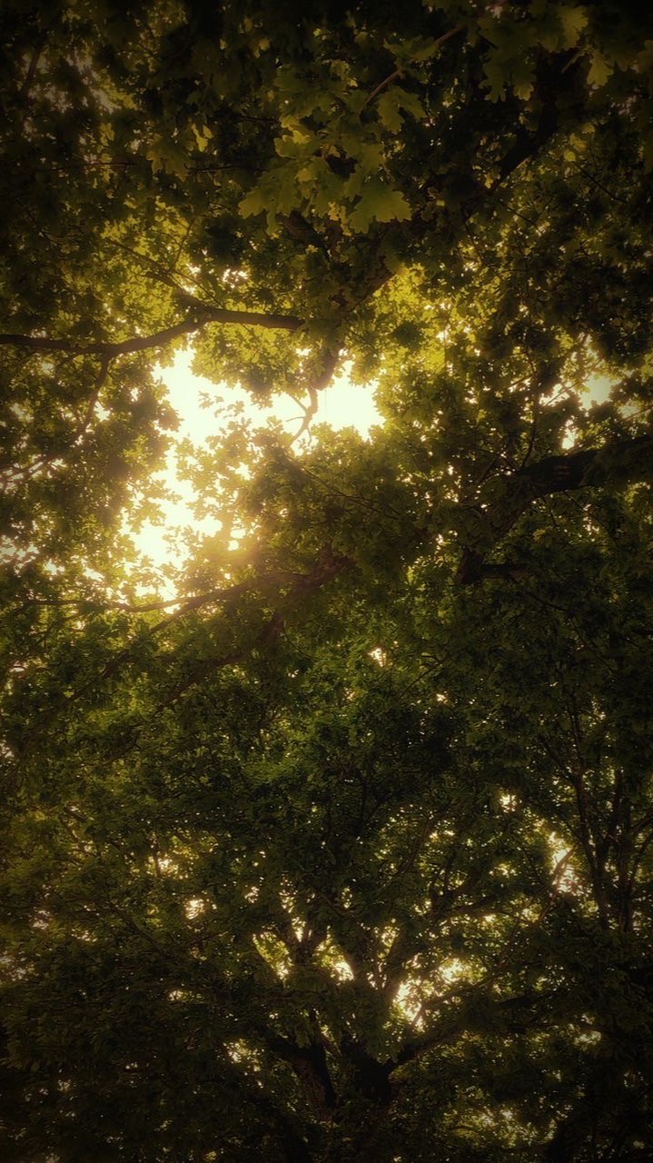 หาเพื่อน/แปะงาน/เล่นเกม/พูดคุย 🍃🌱