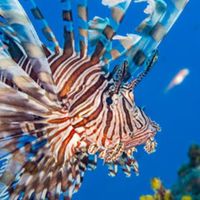 🐠埼玉ダイビング仲間作り🪸