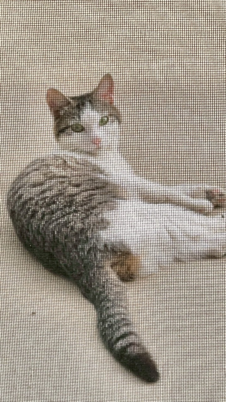 白キジ迷子猫・迷い猫情報募集@千葉県柏市大室・柏たなか駅前公園周辺
