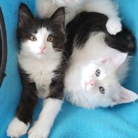 猫が大好きニャンニャンにゃんでも広場‪ฅ^>ω<^ฅ‬