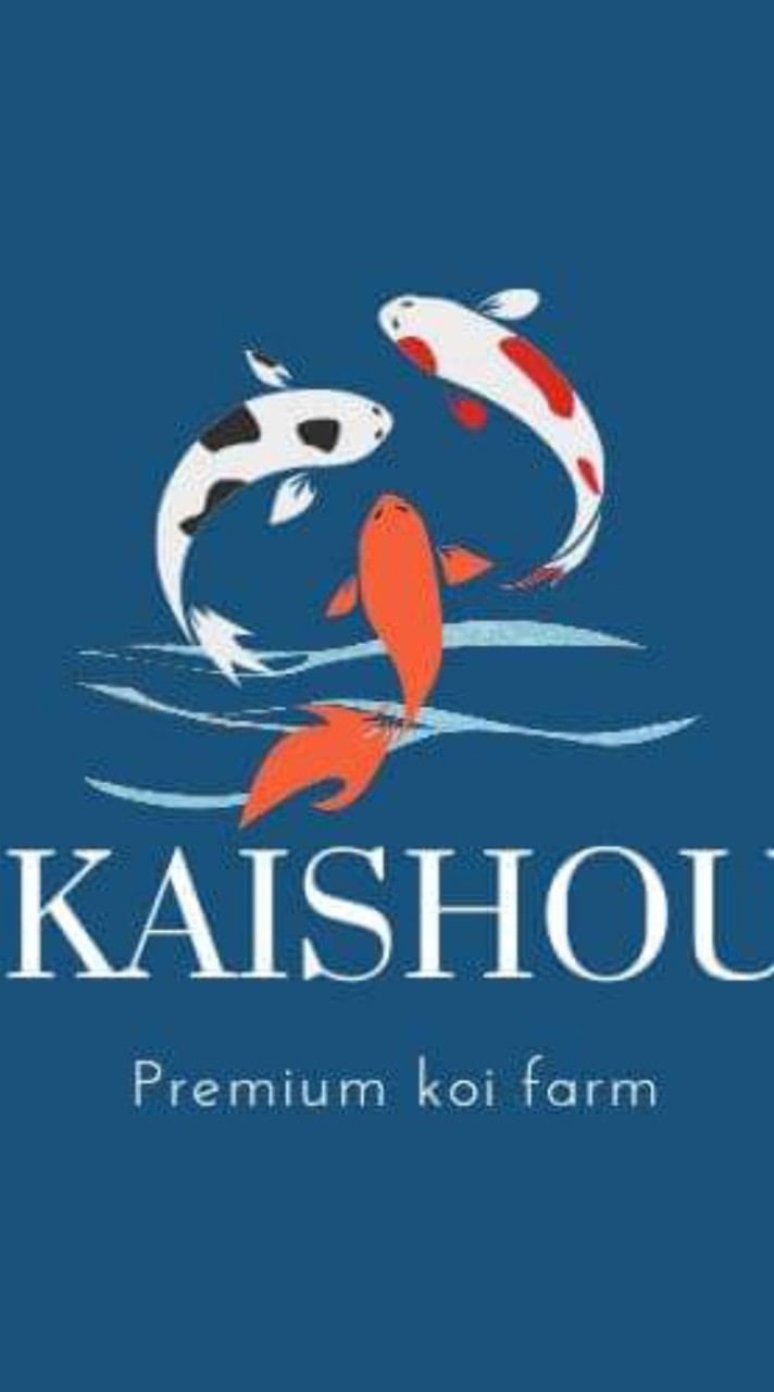 ปลาคาร์ฟนำเข้าประเทศญี่ปุ่น By Kaishou premium koi farm