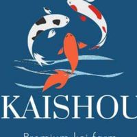 ปลาคาร์ฟนำเข้าประเทศญี่ปุ่น By Kaishou premium koi farm