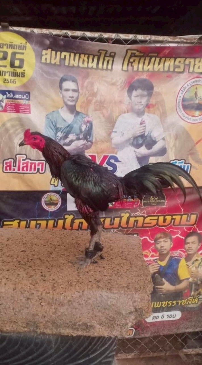 ก.สำแดงเดชฟาร์ม เพาะพันธุ์ พม่าเบอร์แข้ง