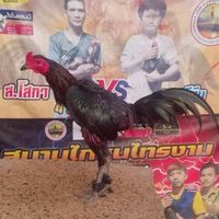 ก.สำแดงเดชฟาร์ม เพาะพันธุ์ พม่าเบอร์แข้ง