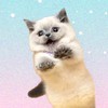 Rosewood Cattery ฟาร์มแมวนำเข้า