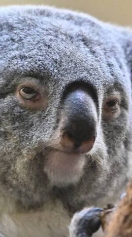 🐨奧客get澳🇦🇺