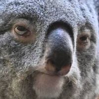 🐨奧客get澳🇦🇺 #澳洲代購