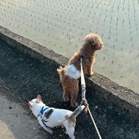 那團吉力好人
