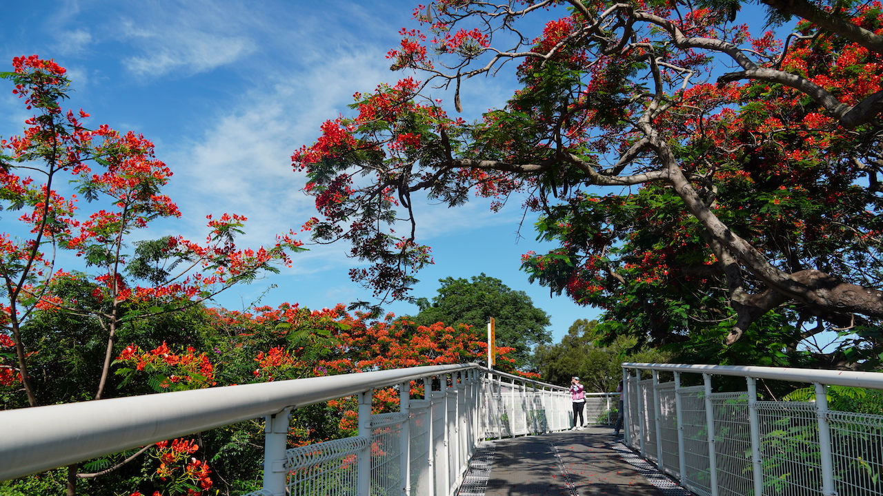 彰化縣政府現正舉辦「2022彰化映像攝影比賽」作品拍攝時間從即日起到2022/8/31，收件日期為2022/7/1- 2022/8/31，詳情請上彰化旅遊資訊網查詢。圖為八卦山天空步道鳳凰花開時景色。（圖片提供/彰化縣政府城市暨觀光發展處）