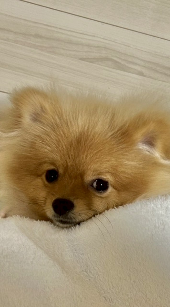 犬好き集まれーー！